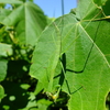 夏のカマキリ　2021.07.19　35℃