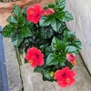 鉢植えのハイビスカス