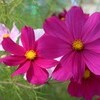 十＋八＝木、今日は「木」の日。