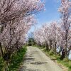 台地の家のお花見