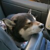 助手席でろぶ師匠がウトウトするだけの動画…