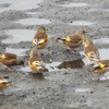 鳥撮散歩　カワラヒワの大群！