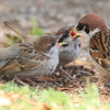 フォト・ライブラリー(444)公園のスズメたち〜巣立ちの季節2