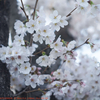 近場の桜