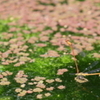 梅雨明けはいつか？