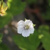 石狩川を見つめる草花