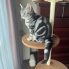 猫、物を壊し始める