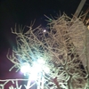 月と雪化粧のイチョウの木