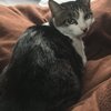 たまちゃんがいっぱい2　アムリタラボラトリー
