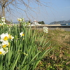 寒風に　耐えて　麗し　水仙花