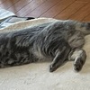 室温25度超えてるのにホットカーペットの上で温まる先住ネコ
