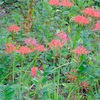 ９月の赤塚植物園、その２。