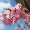 早咲きの桜、河津桜たより