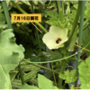 夏野菜　オクラ 13 【次の花が開花】
