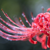 庭の曼珠沙華