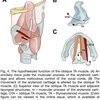 ヒトの斜甲状披裂筋：独立筋または副腹？