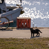 隣県中部離島のねこさん