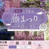 2025年度　曼陀羅寺の「藤まつり」今年も開催！　江南市　駐車場についても