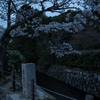 哲学の道・夜桜