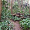 鎌倉の衣張山登頂