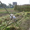 黒米赤米の稲刈り