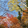 有馬温泉　瑞光寺の紅葉