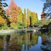 井の頭池のメタセコイア