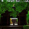 　雨の大巧寺・妙本寺