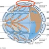 【気象学勉強】第51回 地球大気の大循環③～極循環～