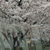 桜の季節に…