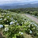 【 紫陽花はまだ？ 】 久しぶりに大川原高原に行ってみる