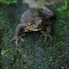 ナガレヒキガエル Bufo torrenticola