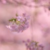 こちらも見頃に：三菱ケミカルの河津桜