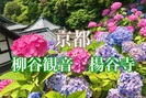 【京都】柳谷観音 楊谷寺のあじさいウィーク2021へ！花手水や駐車場情報など
