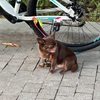 *ハノイのGrabバイク【屋根付きバイク】に乗った話*