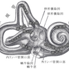 三半規管の進化