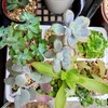 🌵多肉植物    植え替えが必要な寄せ植えたち🌵