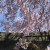 金毘羅神社の枝垂れ桜とスタバでティータイム♪　4月3日（2022）　その３　　