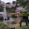 千秋公園の桜2025