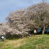 走水水源地の桜