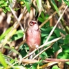 2020.11.9　淀川河川敷の今日の野鳥....13選