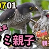 生肉は細かく千切ってね♥・・・0701【小さな猛禽類ツミ親子の給餌（閲覧注意）】カルガモ親子大家族。カワセミと、オナガ虫捕食、アリの引っ越し【今日撮り野鳥動画まとめ】身近な生き物語