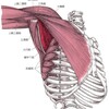 身体の仕組み～最後の一つ、肩甲下筋編～