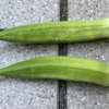 庭で夏野菜 37　【オクラ】