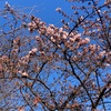 もう桜が咲きかけていた