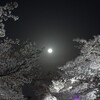 夜桜と太陽の塔の内部見学