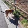ロング散歩続き、だよ