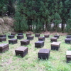西洋ミツバチの巣 2008
