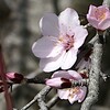 植物園は花盛り