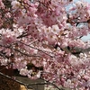 桜　神代植物園